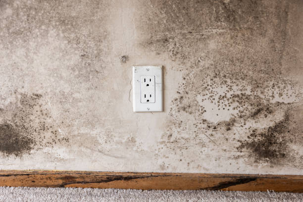 Best Mold Removal for HVAC Installations  in Hasley Nyon, CA